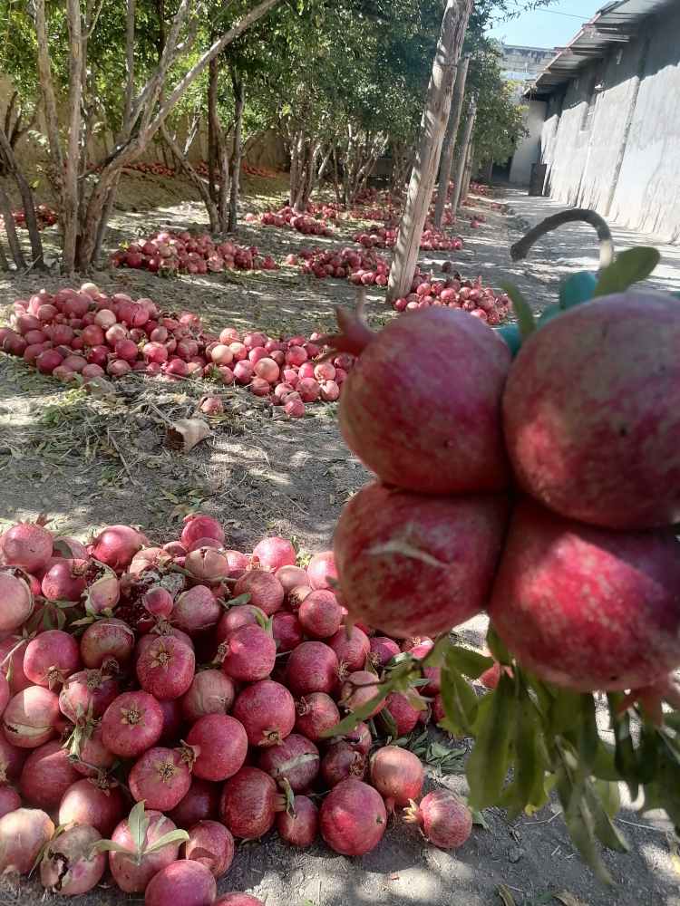 انار شکسته آبگیری شهرضا +فروش عمده